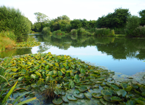 White Post Lakes